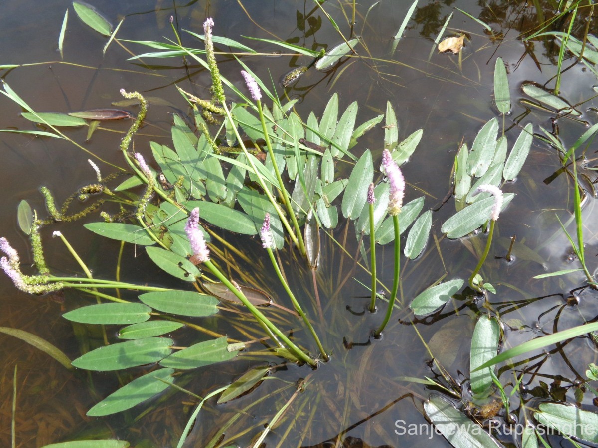 Aponogeton crispus Thunb.